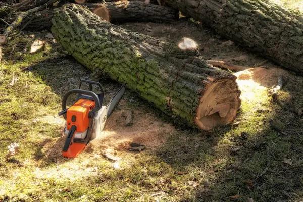 Tree Care Enterprises-Lake Geneva Reliable Tree Maintenance & Removal