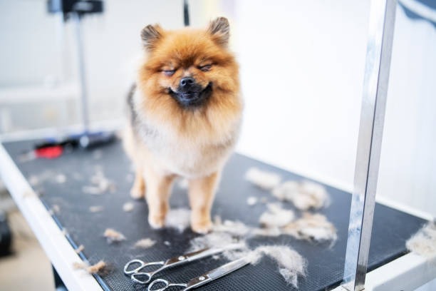 Navigating Dog Grooming Challenges: A Personal Perspective