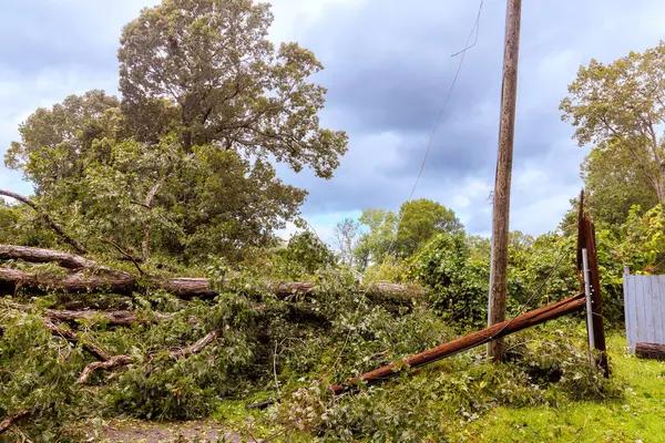 Madison Tree Pruning Services That Improve Tree Growth