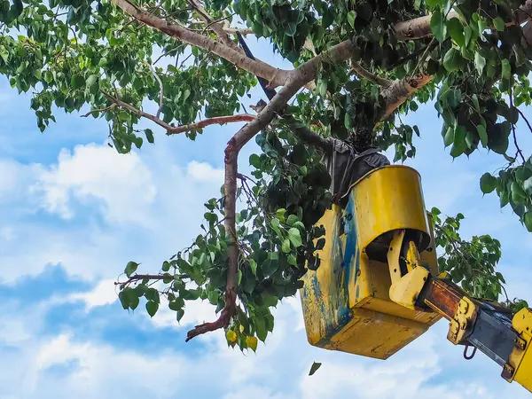 Tree Stump Removal: Why It Matters After Tree Cutting