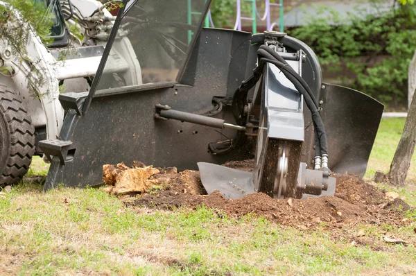How Much Does a Professional Tree Removal Service Cost?