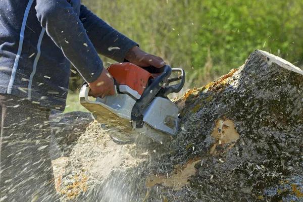 Comprehensive Tree Service in Springfield IL for Homeowners